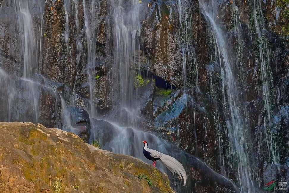 旅途/风之旅人